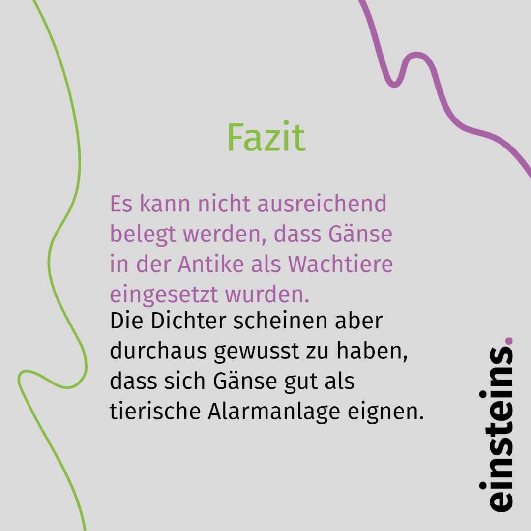 Wer sich intensiver mit #Wachgänsen  beschäftigt, stößt schnell auf die Aussage, dass #Gänse bereits im alten Rom 🏛 beliebte #Wachtiere waren.
Wir haben genau hingeschaut 🔎, woher diese Vermutung kommt. 
#einsteins2022 #journalistik #sicherheit #gans #guardgoose #wachtier