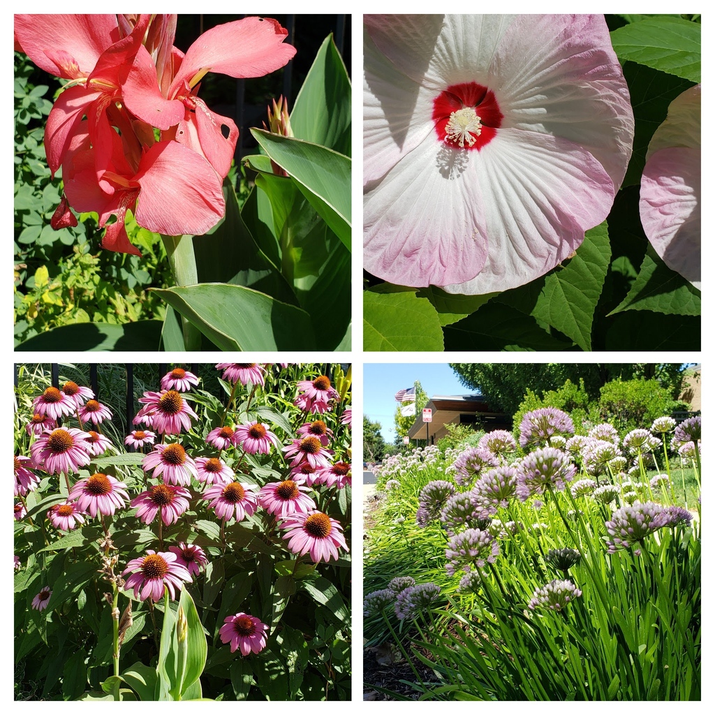 BTPL_MI's tweet photo. We still have a few spots left to tour our award-winning library gardens with Jim Slezinski on Friday, August 19 at 11 a.m. https://t.co/cFkzf6gFPn
#libraryprogram #librarygardens #gardens #bloomfieldtownshipMI https://t.co/fLBUh82Nx0