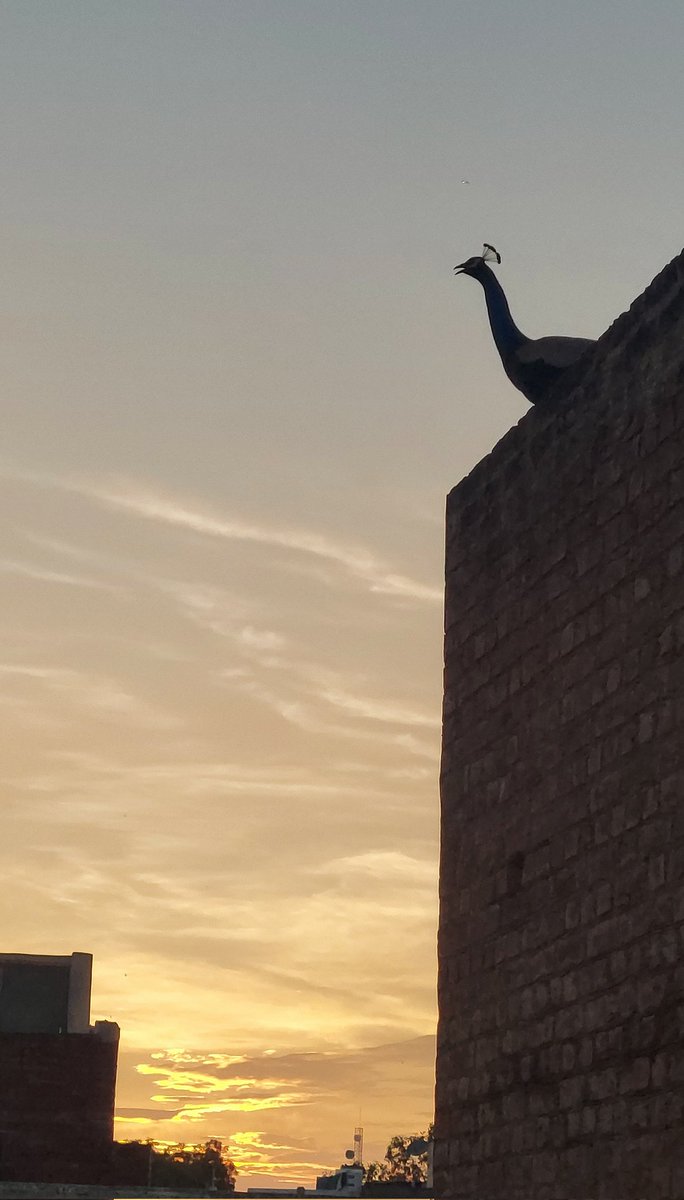 NotsoSeculer's tweet photo. Beautiful guest in the Beautiful evening 💐 https://t.co/1AYAiGrUqD