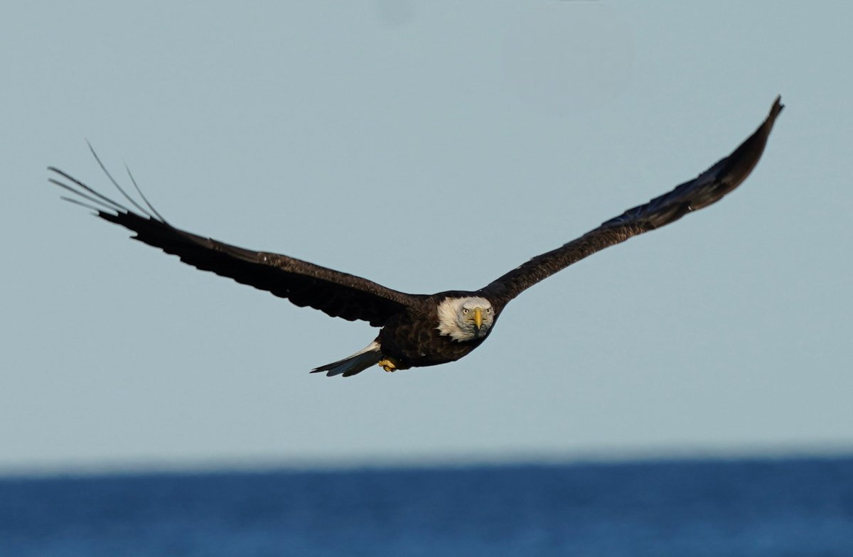 EricMcCabe11674's tweet photo. Last night I was fortunate enough to capture some shots of a Bald Eagle fishing for dinner over Lake Michigan!
#baldeagle #raptor #lakemichigan #birdsofprey #birdsofinstagram #wisconsinsummer #mccabedesign https://t.co/KLNxKn2fEm