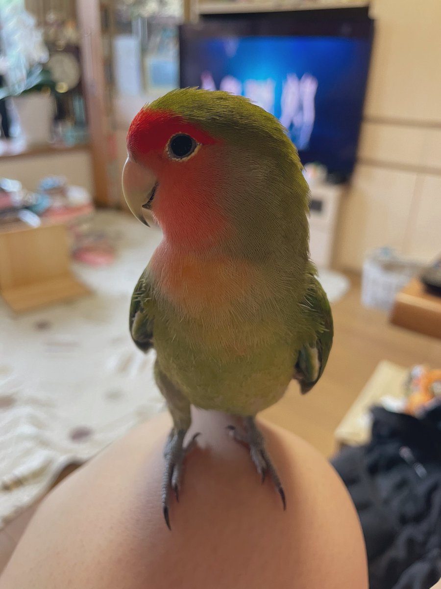 色変わりと呼ばれるコザクラインコの色と種類 珍しいタイプも紹介 鳥の種類について知りたいならあにまろ る