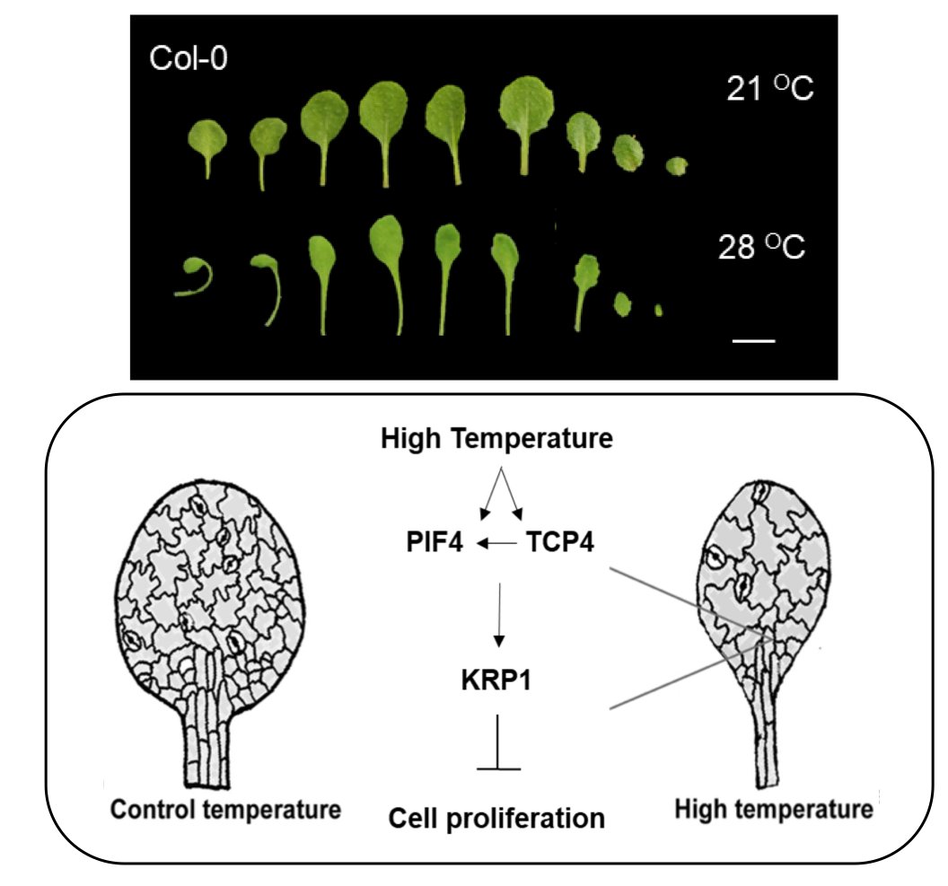 Plants exhibit amazing plasticity to environmental changes. @SainiKumud and @aditidwivedi91 integrate an environmental regulator PIF4 and a developmental regulator TCP4 to control cell cycle for leaf size regulation under high temperature (doi.org/10.1093/plphys…). Well done👏👏