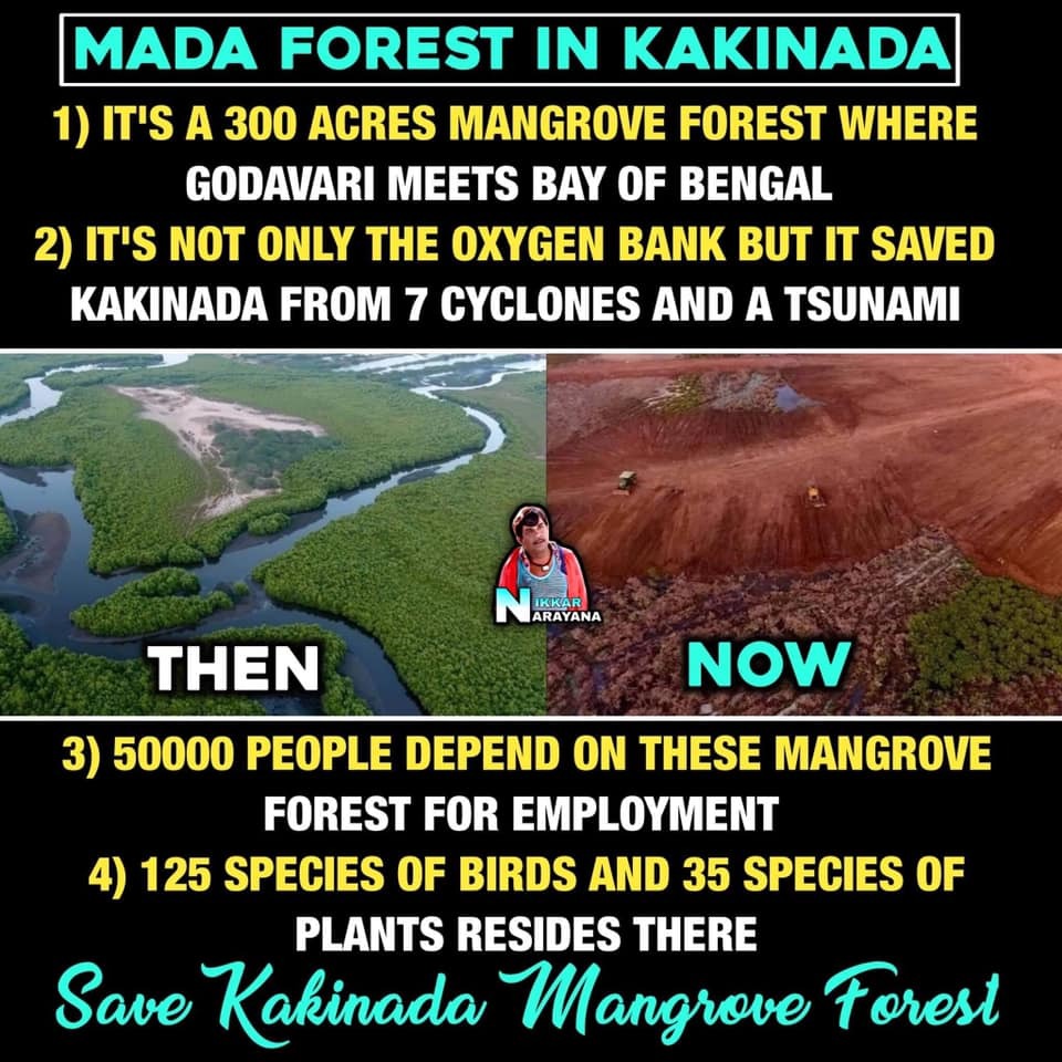 Reiterating this on #WorldMangroveday NGT confirmed upto 30% destruction of Mada Forest in #Kakinada for a housing project in 2021  #conservation