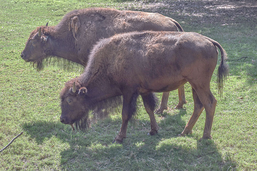 The Montgomery Zoo is proud to welcome two female Bison to join our North America display today! Catori and Sicari, join Tank, the male of their species, recreating a natural environment for them.
