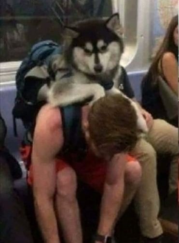 พวกมนุดกาจอก