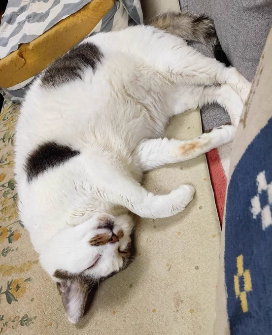 #実家の猫 