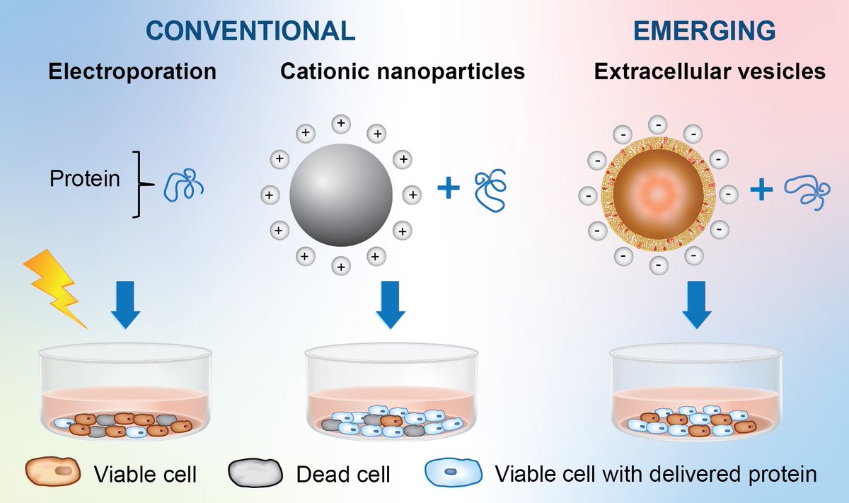 Pharmaceuticals MDPI (@pharmaceut_mdpi) on Twitter photo "A Simple and Quick Method for Loading #Proteins in #ExtracellularVesicles" by <a href="/Sara_Busatto/">Sara Busatto, Ph.D.</a>, <a href="/DalilaIannotta/">Dalila Iannotta, PhD</a>, Sierra A. Walker, Luisa Di Marzio and <a href="/WolframJoy/">Joy Wolfram, PhD</a> is #HighlyCited #article in our journal
Find it at:
👉mdpi.com/1424-8247/14/4… "A Simple and Quick Method for Loading #Proteins in #ExtracellularVesicles" by <a href="/Sara_Busatto/">Sara Busatto, Ph.D.</a>, <a href="/DalilaIannotta/">Dalila Iannotta, PhD</a>, Sierra A. Walker, Luisa Di Marzio and <a href="/WolframJoy/">Joy Wolfram, PhD</a> is #HighlyCited #article in our journal
Find it at:
👉mdpi.com/1424-8247/14/4…