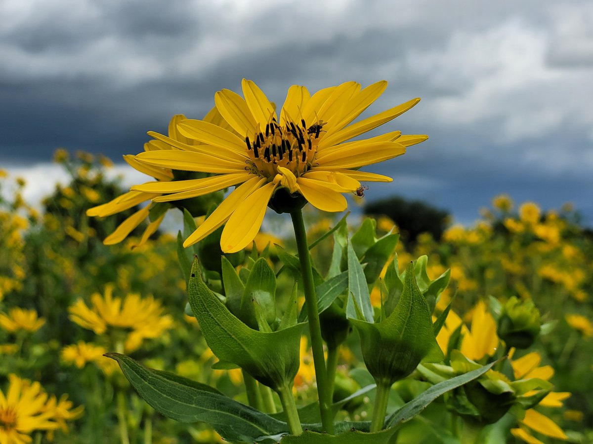 Silphie bloeit prachtig op Landgoed Velhorst 

#silphie #zonnekroon #biodiversiteit #velhorst
