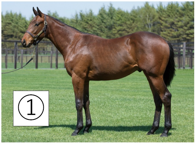 ①ステルヴィオ
18 マイルCS勝ち
②ギルトエッジ
2歳未勝利勝ち
③スパーダドーロ
中央未勝利、地方移籍
④ヘブンリーデイズ
1勝C勝ち
というわけで正解は①でした。
インスタ始めたので良かったらフォローしてください☺︎ ちょこちょこ相馬眼クイズを出す予定です。
https://t.co/FHHaVCtuVd