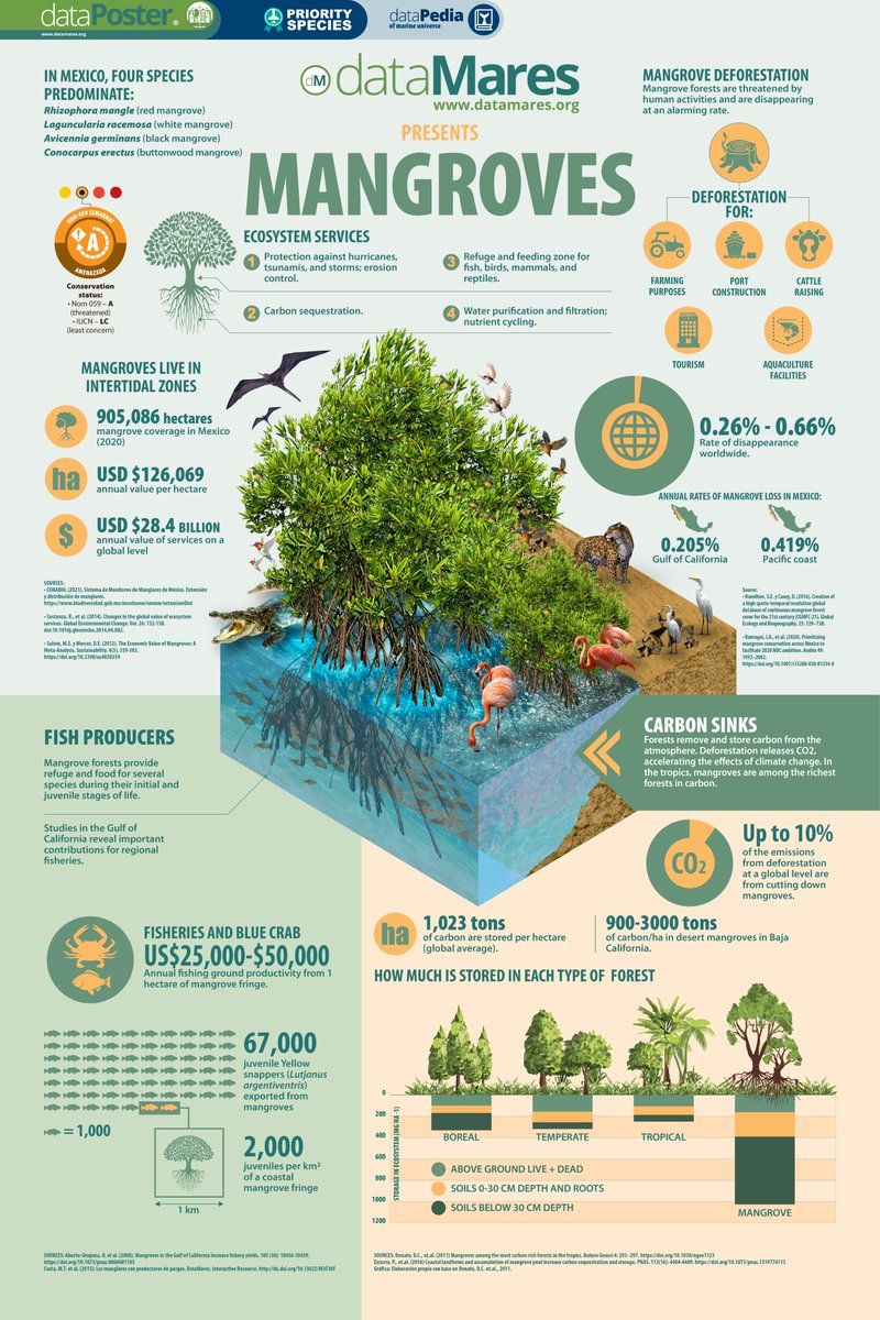 #Mangroves protect coastlines, provide prime habitat for fish, are important nesting & feeding grounds for many species of birds and help fight climate change by storing carbon in the soil.
datamares.org/preview/dp_man…

#WorldMangroveDay #climatechange #dataPoster #bluecarbon