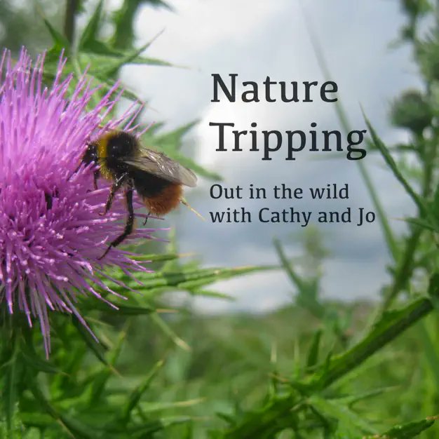 so chuffed to have been a special guest on my favourite nature podcast, Nature Tripping with @ChasingSticks. This is us musing on Victorian nature poems, industrial revolution in Yorkshire, and of course, birds! Here and on other podcast apps: podcasts.apple.com/gb/podcast/nat…