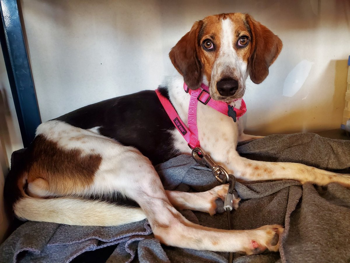 OPH_Rescue's tweet photo. Hi! My name is Basking Shark. I'm a 2yo hound mix and about 40 lbs. I am a sweet girl!
More at https://t.co/znveTePEBd
#foreverhome #dogsarelove #hound #sharkweek #barkweek https://t.co/ZKtSfmOGl7
