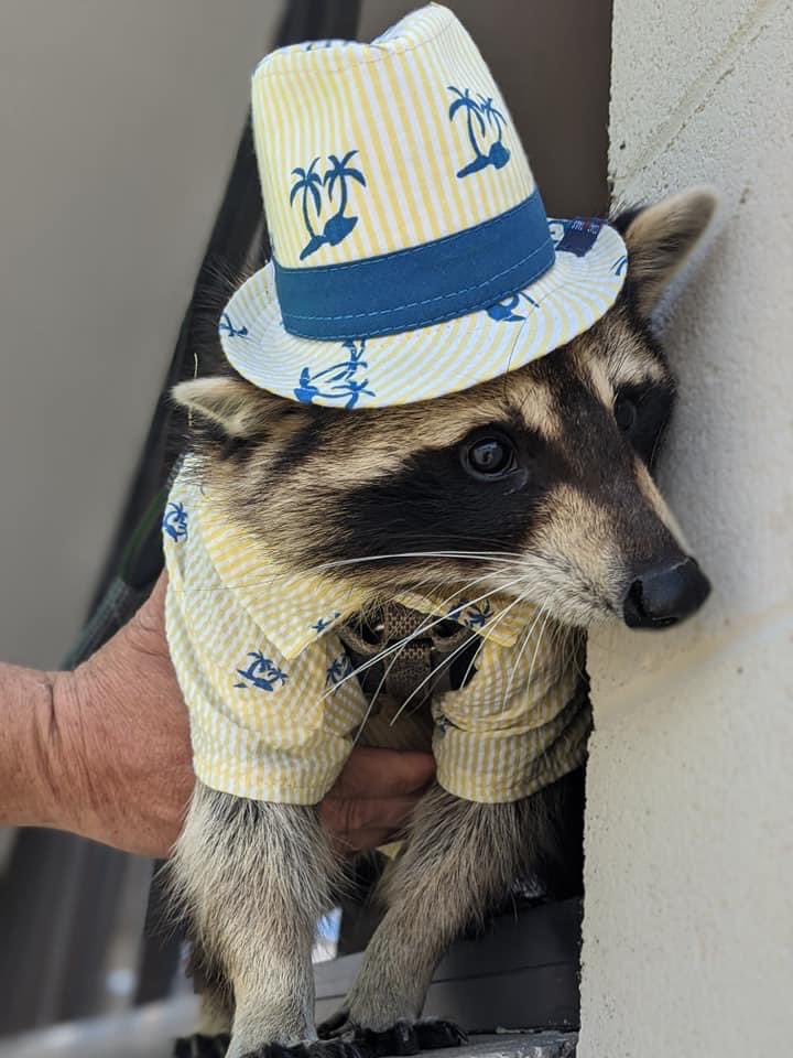 raccoonhourly's tweet photo. https://t.co/1qsJ287zs8