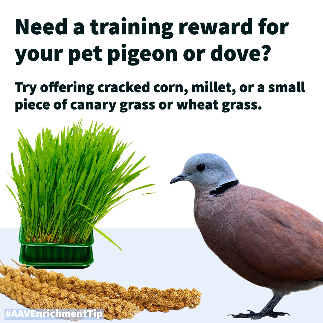 aavonline's tweet photo. Need a training reward for your pet pigeon or dove? Try offering cracked corn, millet, or a small piece of canary grass or wheat grass.
#AAVEnrichmentTip #avianenrichment #birdenrichment #workforit #avianbehavior #petbirdsofinstagram #avianmedicine #pigeon #dove https://t.co/SR1G3Jev0h