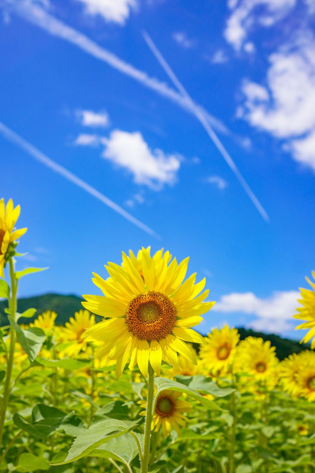 飯田さやか Rt Fugaemon スマホの壁紙に使える ひまわり写真です ご自由にお使いください 全て三重県で撮影 T Co Yf8arkbajc Twitter
