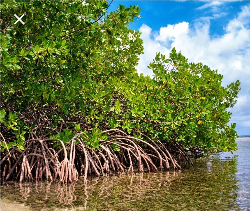 26 de julio, día internacional de los ecosistemas de manglar. <a href="/andresc04/">AndrésC</a> <a href="/jackepajaro/">Jackeline Pájaro López</a>. Qué estará pasando en Baru?