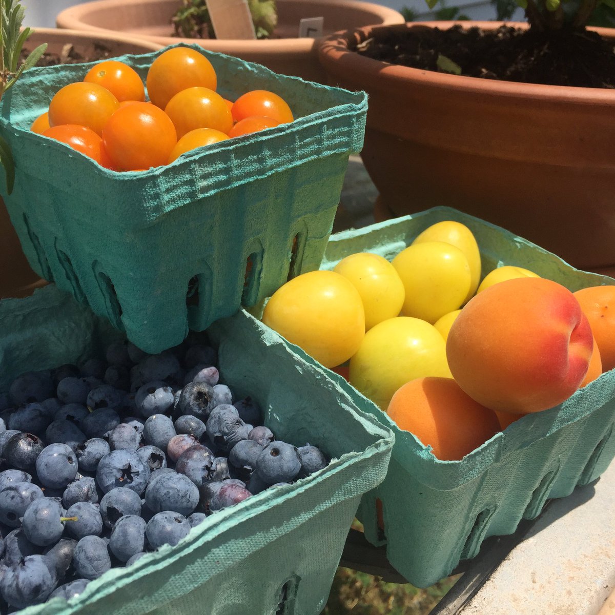 GastronomyGames's tweet photo. It’s farmer’s market season! Learn the best ways to use local produce in your recipes by checking out our channel! https://t.co/NAjH5O9tpX #foodblog #foodblogger #easyrecipes #dinnerinspo #youtube https://t.co/OMvKudMesb