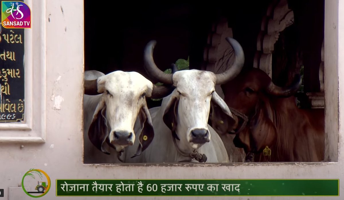sansad_tv's tweet photo. एक स्मार्ट इंजीनियर ने कैसे शुरू की स्मार्ट खेती?
#Ahmedabad के महेश माहेश्वरी ने इफेक्टिव बायो कंपोस्ट यूनिट लगाया है। इससे पैदावार बढ़ती है, अच्छी आमदनी होती है और पर्यावरण पर बुरा असर नहीं होता।
'Smart खेती'
#compost #biocompost
Watch Here: https://t.co/FZen4apOvD https://t.co/v27occLaBZ