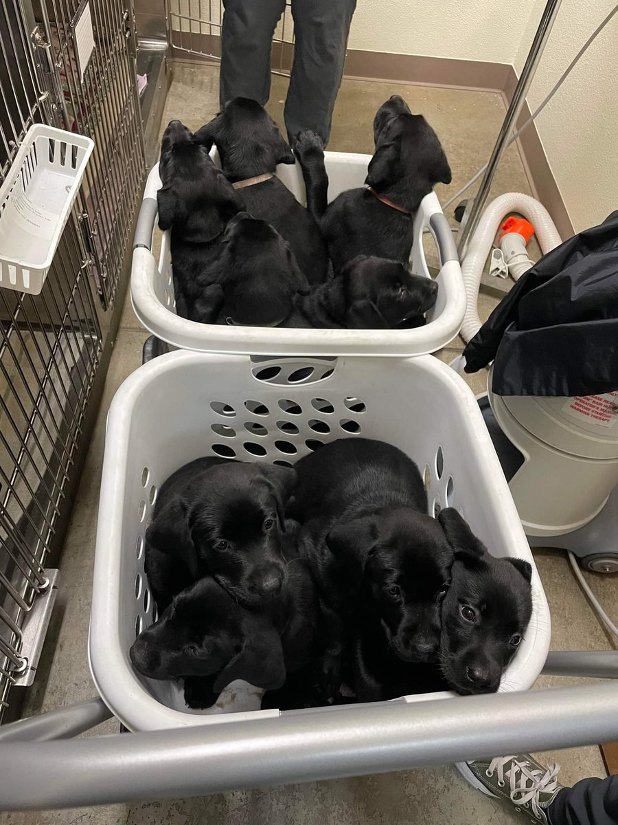 Coach Tommy's Tuesday Truth.. If laundry baskets full of lab puppies don't make you happy then you you need to reevaluate your priorities.