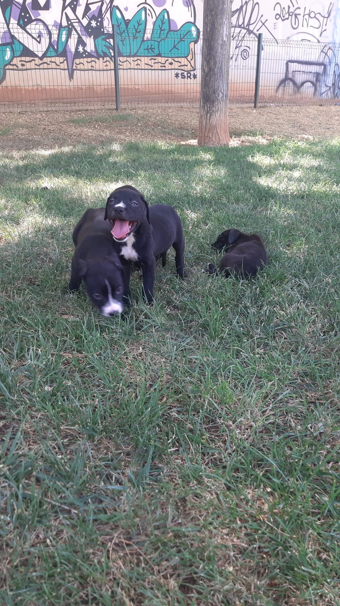 Algún hijo de puta ha tenido la brillante idea de abandonar a esta camada de perros en San José de la Rinconada (Junto al parque del Supeco)

Se busca ayuda para hacerse cargo.
Comparte porfa, cualquier colaboración es poca.

Gracias por adelantado.