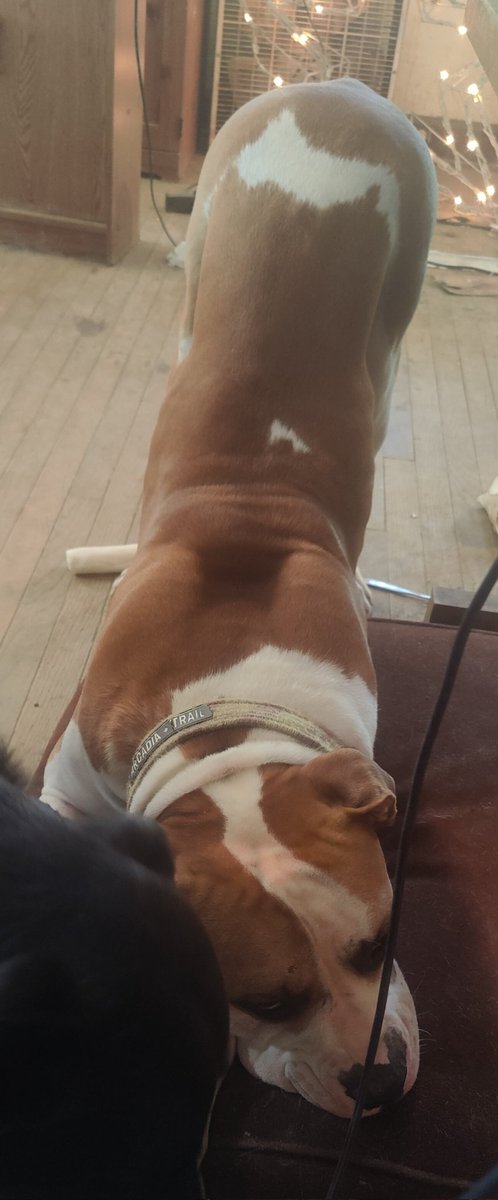 AndyLig19878149's tweet photo. Help! My dog begs like a bottom! https://t.co/7VpS6lsvYz