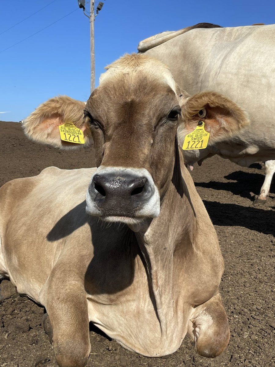 GrandSlamDairy's tweet photo. Don’t disturb the queen while she’s sunbathing https://t.co/xnB9VGTkcG