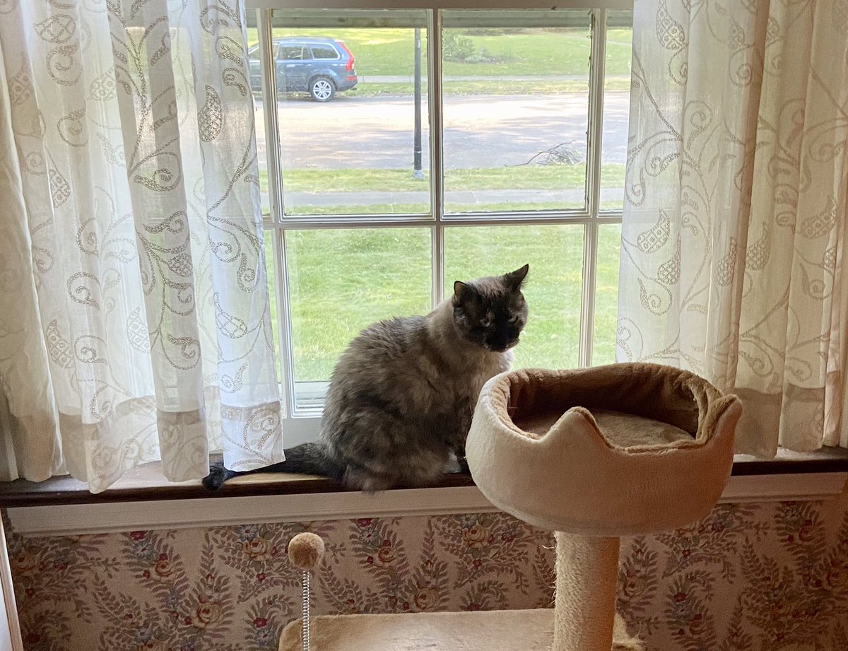 Dorothy14213's tweet photo. Pixie: Who’s that outside with Daddy?
Me: It’s a chimney mason to help us fix our broken chimney
Pixie: They’re not going to come inside, are they?
Me: No
Pixie: And they’re not gonna make noise, are they?
Me: Ummm - no 🤥
#WhatSheDoesntKnow… #CatsOfTwitter https://t.co/J4zU6zDaMu
