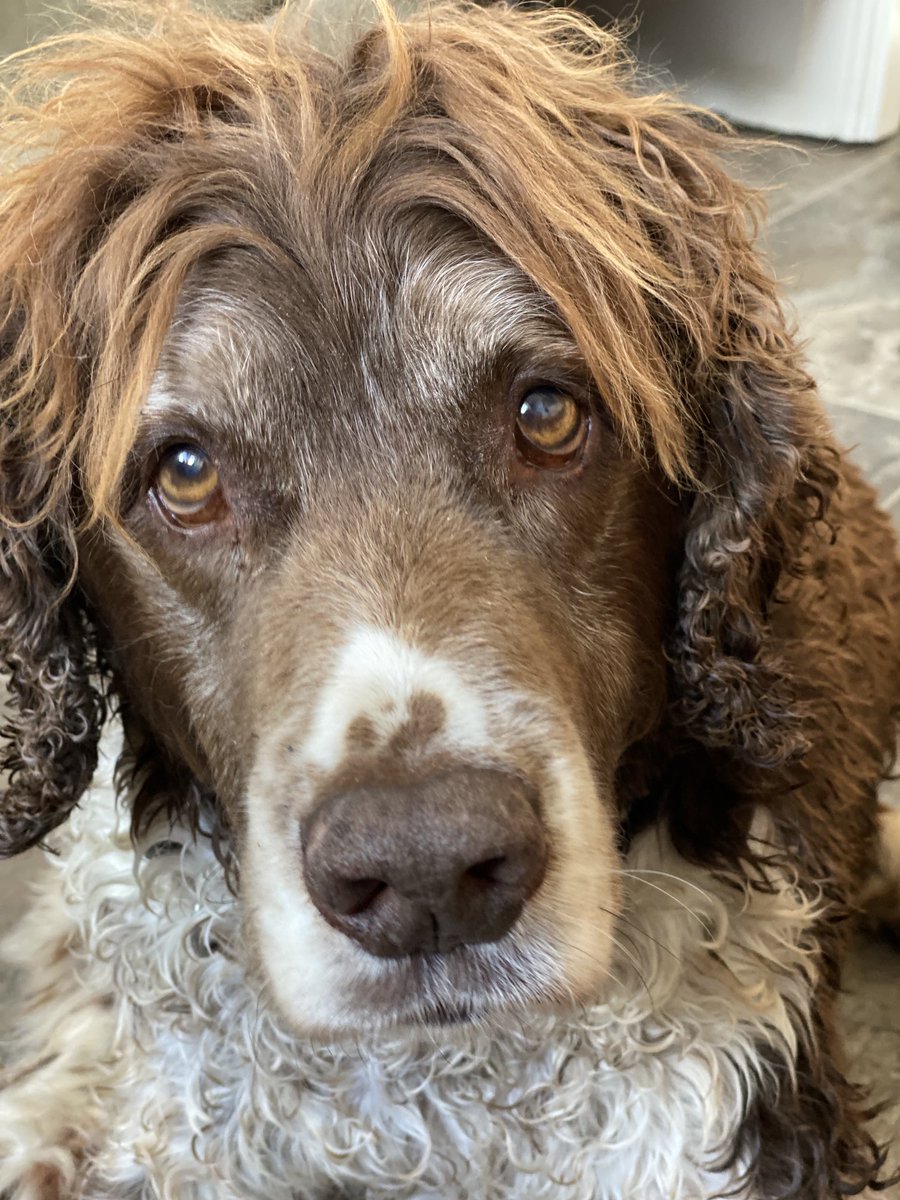 Super Spaniels tweet media
