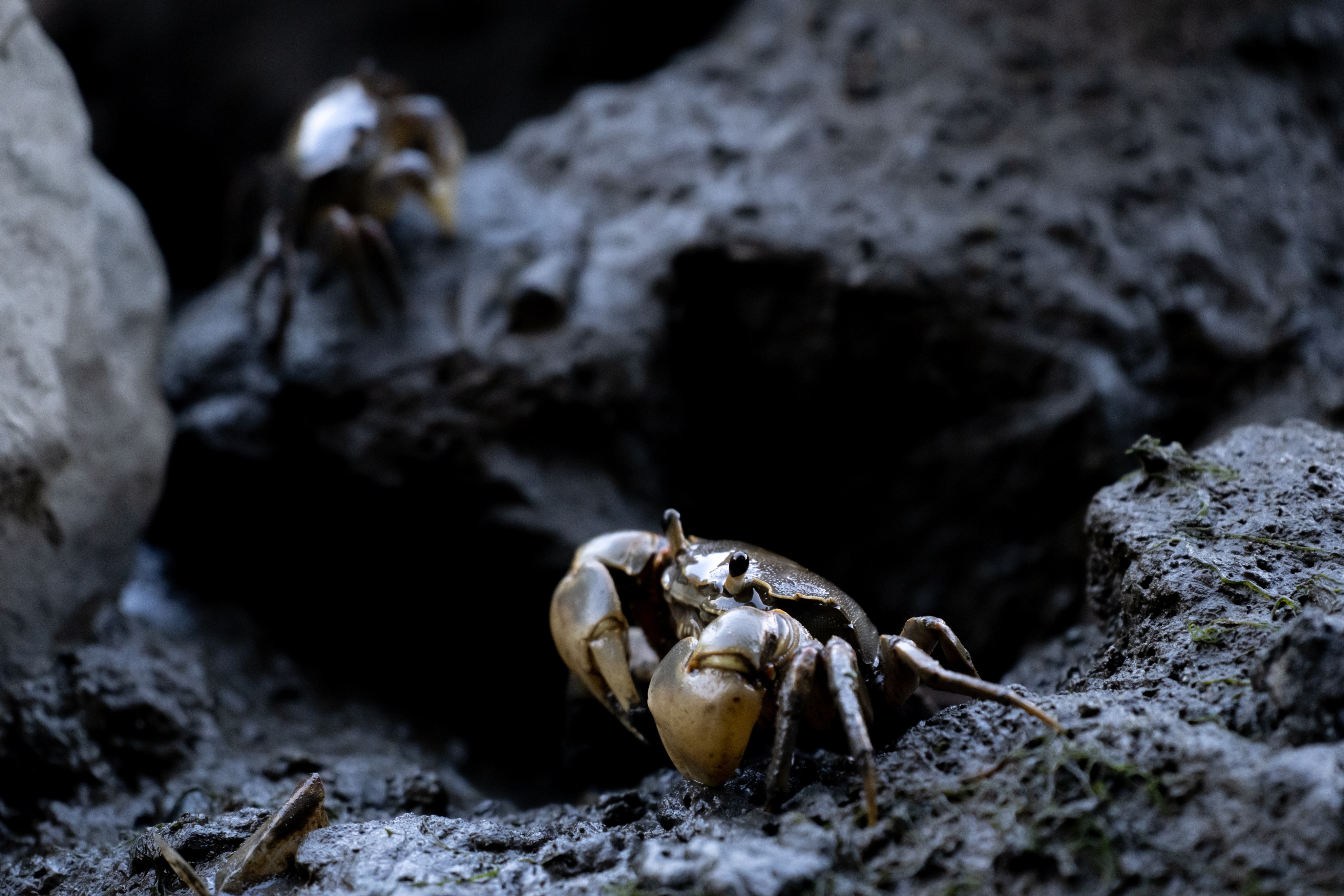 カニフォト Crabphoto1 Twitter