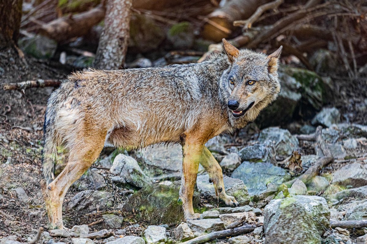 KyonyxPhoto's tweet photo. Série Découvertes "La magie de la montagne" À la queue le loup 

Quelle superbe rencontre au parc Alpha qui se remet doucement mais sûrement des suites de la tempête Alex en 2020. Magnifique environnement pour ce magnifique animal légendaire.

#loup #parcalpha #MagnifiqueFrance https://t.co/1jIUHbgwj0