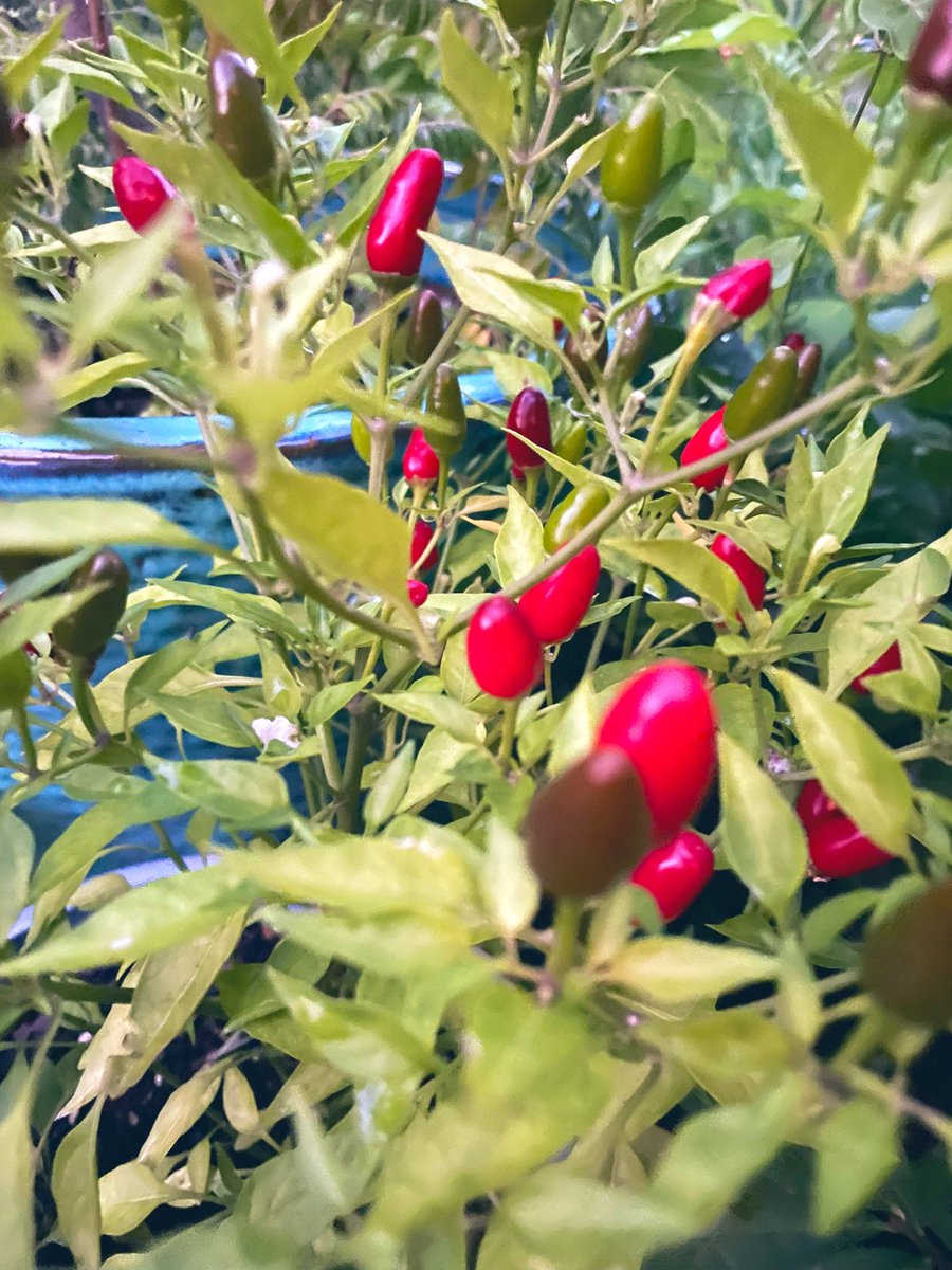 hatchdw's tweet image. #ContainerGarden peppers! The perfect addition to “Build-Your-Own-Pizza” 🍕 🌶 Page 7 ➡️ api.healthiergeneration.org/resource/693 #KohlsHealthyAtHome #BackToSchoolToolkit #QuickHealthyLunch