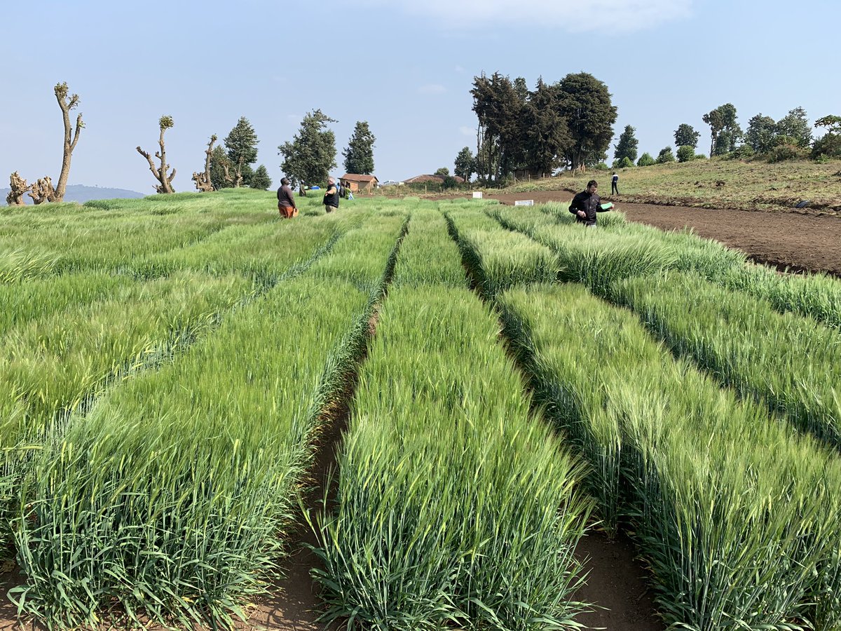 Sabbi_barley's tweet photo. Incredible effort from the team in South Western Uganda. First year of planting barley trials in this area https://t.co/V2zl7uhUwX