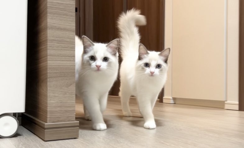 Rag_dooooll's tweet photo. 最近ツイート出来ていませんでしたが双子ちゃんは元気に成長しています！写真は毎日撮っていたのでツイートできてなかった期間の写真も含めてまた毎日投稿していこうと思います😊 https://t.co/O583wHavuR
