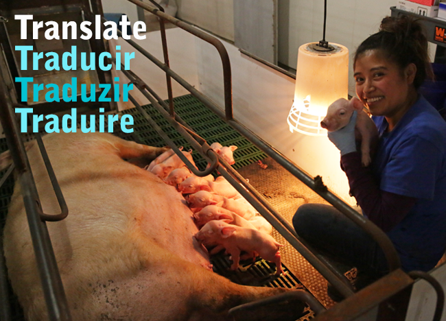 DocSarahDVM's tweet image. Translation needs? We can help! - mailchi.mp/porkavenuetrai…