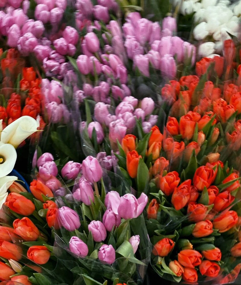 zw3411p's tweet photo. Good morning, the flowers are brilliant and beautiful today https://t.co/kN7U50bcjN