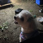 豆ちゃんのツイート画像