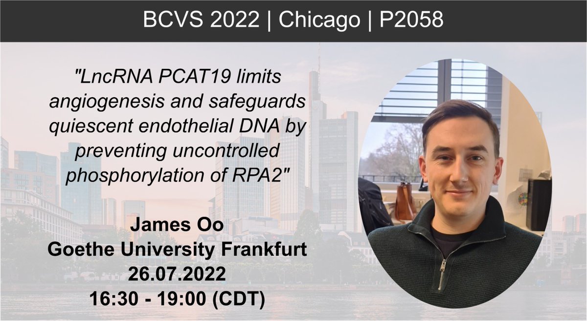 BrandesLab's tweet photo. We have two posters today at #BCVS22. One will be presented by @JamesAOo7 on how a #lncRNA protects #endothelial cells from #DNA damage and limits #angiogenesis. Don't miss the chance to ask James about his research (poster 2058)! @AHAMeetings @BCVSearlyCareer #BCVS2022 https://t.co/XLMmzuWrb9
