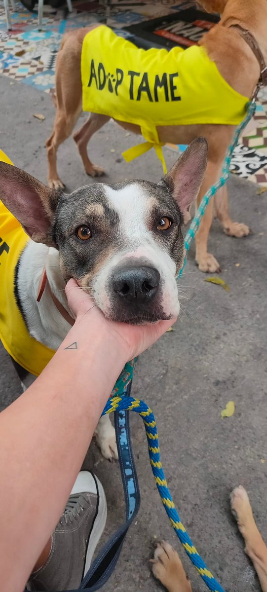 Firulais a salvo tweet media