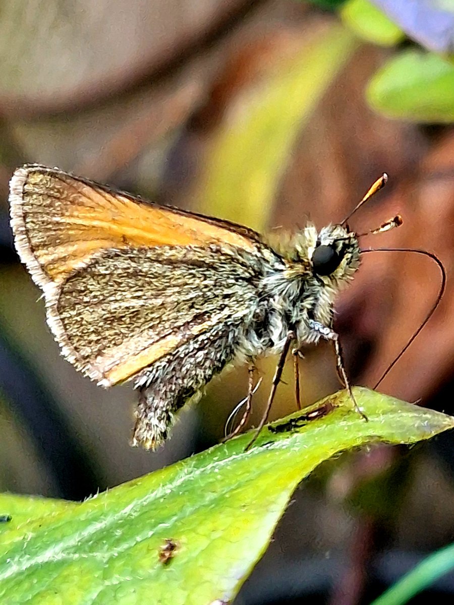 GemHobby's tweet photo. Still getting used to the camera on my new phone #SamsungGalaxy #GalaxyS22 @SamsungMobile @MacroHour. Not had much time for photography sadly. Hope your all well xx https://t.co/jIAnSYL2S6