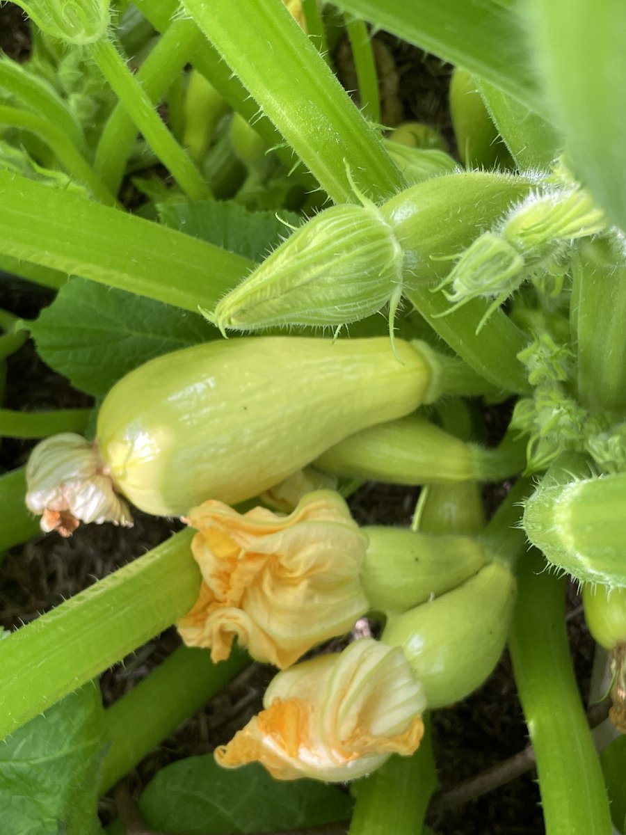 CookingandCalm's tweet image. My first time growing Early Prolific Straight Necked Summer Squash - looks like the name is accurate! Just harvested the first one and looking forward to seeing how it compares to courgettes. #growyourown