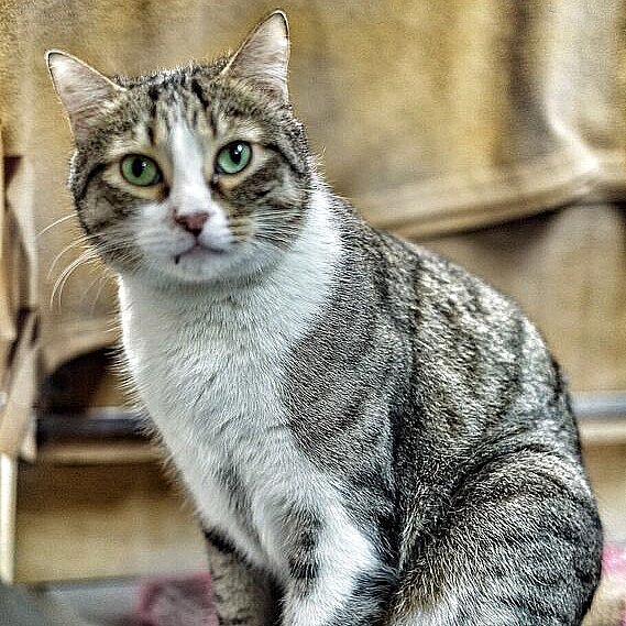 FaunaenCasa's tweet photo. Este es Byron 🐱 un #gatito bueno y cariñoso de 9 añitos. El pobre no comprendía al principio porque sus humanos le dejaron de querer. Un día le metieron en un transportín y fue la última vez que los vio. #Adóptale en la @protectoralara de Madrid + info en https://t.co/oqjlSGlLpF https://t.co/gn7MxtCr0S