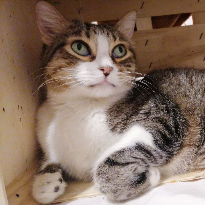 FaunaenCasa's tweet photo. Este es Byron 🐱 un #gatito bueno y cariñoso de 9 añitos. El pobre no comprendía al principio porque sus humanos le dejaron de querer. Un día le metieron en un transportín y fue la última vez que los vio. #Adóptale en la @protectoralara de Madrid + info en https://t.co/oqjlSGlLpF https://t.co/gn7MxtCr0S