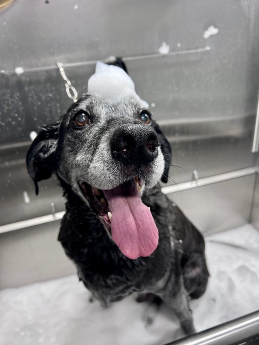 I started OF originally to be able to afford care for my elderly dog Lynn. Thank you all for the support