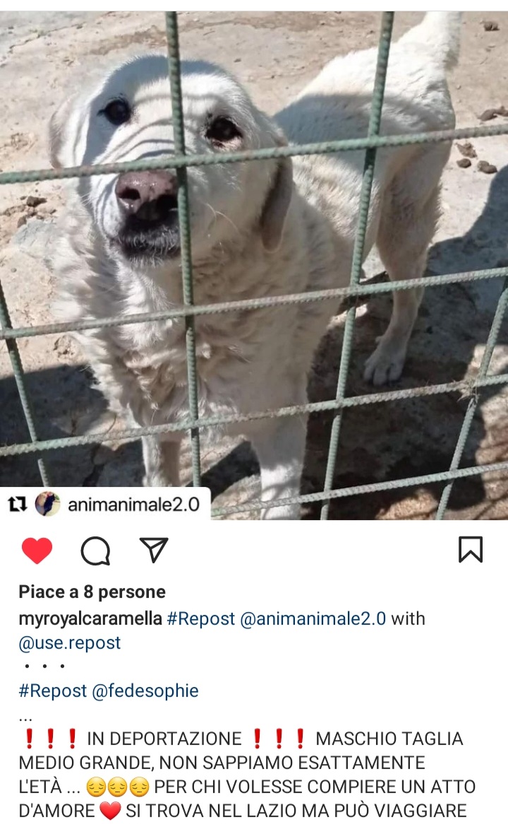 STRAURGENTISSIMO IN DEPORTAZIONE🆘🆘🆘🆘🆘Eʟɪsᴀʙᴇᴛᴛᴀ Cᴏғᴀɴɪ ☎️3668072780 🐕 LAZIO MA PUÒ VIAGGIARE CON STAFFETTA IN TUTTO IL CENTRO E NORD ITALIA FACCIAMO QUESTO MIRACOLO,QUESTO TESORO NON AVRÀ SCAMPO😭 HA SOLO NOI  😭AIUTIAMOLO #4voiceless