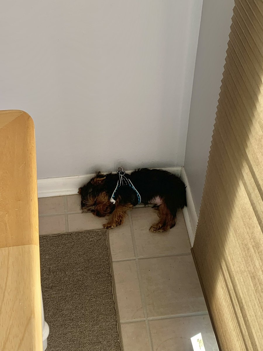 FitzTheYorkie21's tweet photo. This is how you beat the heat. https://t.co/BhdLgYTlaD