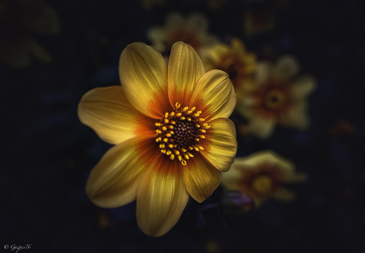 Some flower shots from today … #flowersontuesday #flowers #flowerphotography #NaturePhotography #nature #Sunflower  #SonyAlpha #Dahlia #Clematis