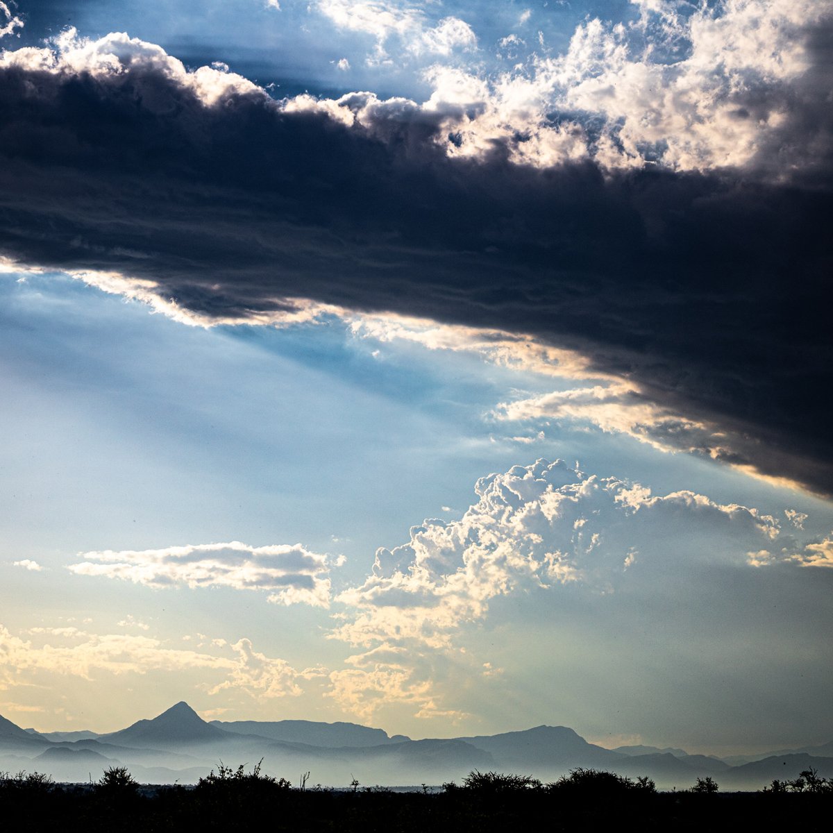 Bushwise Field Guides tweet media