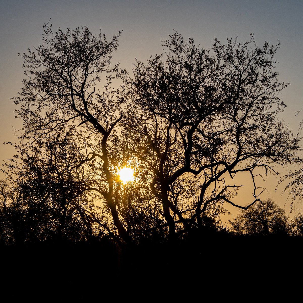 Bushwise Field Guides tweet media