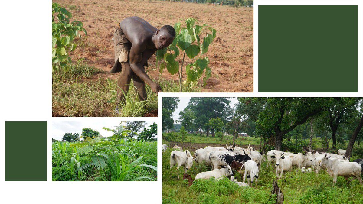 IngeBaumgarten's tweet photo. #Forests4Future est un programme qui appui l’engagement pris par #Togo 🇹🇬 dans le cadre de l’initiative Africaine de Restauration Paysages Forestiers #AFR100. Ce programme s’inscrit dans l’initiative 🇩🇪« Un Seul Monde Sans Faim » 👉🏽voir GIZ Togo facebook👀 @NEPAD_Agency @GouvTg https://t.co/DFYx3PM77H