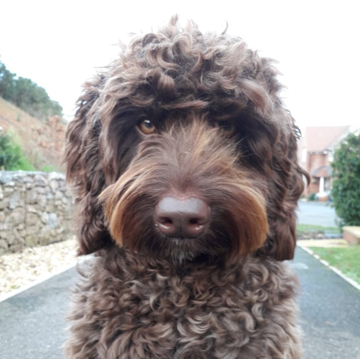 DSFireUpdates's tweet image. We're delighted our story about how Digby the dog saved someone's life has been shortlisted for a communications award @CIPR_Awards🎇